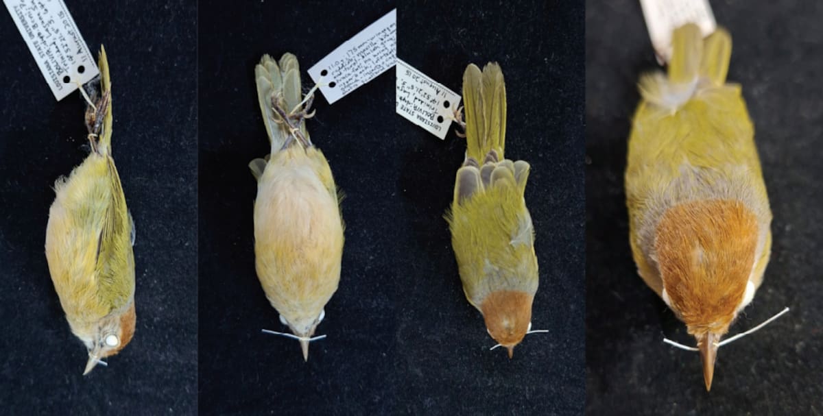 Fotografías de los ejemplares estudiados y detalles de su plumaje, cabeza y cuerpo.