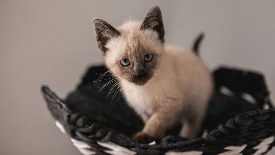 Gato siamés. Foto Unsplash.