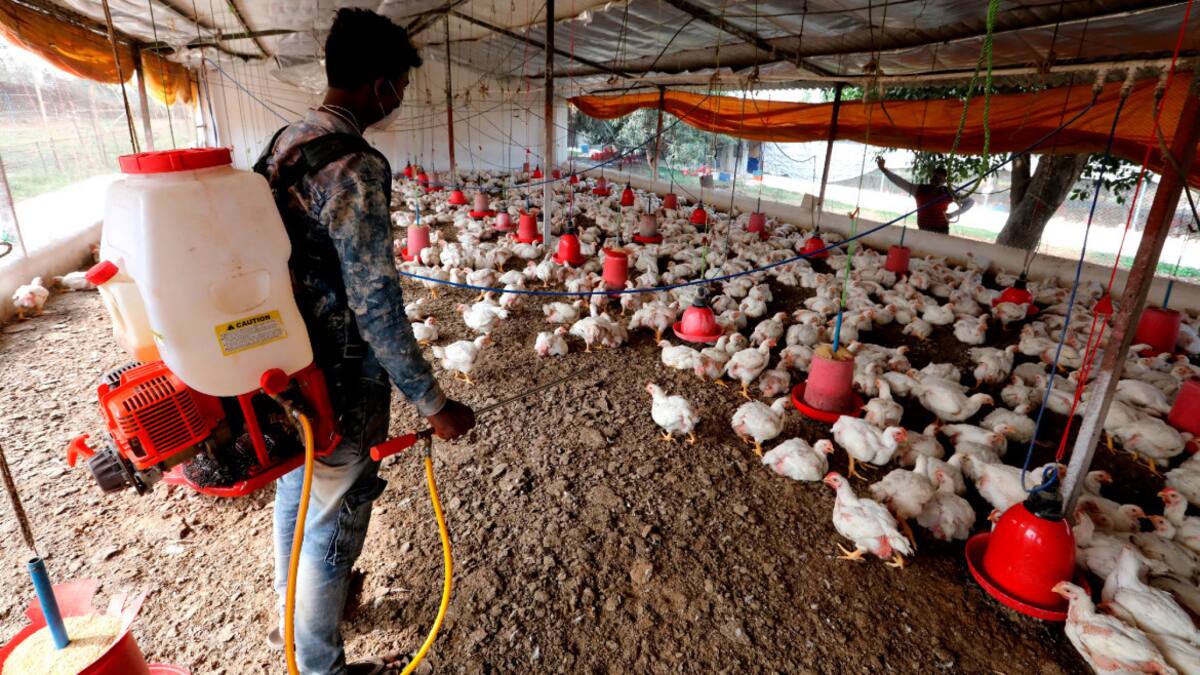 Gripe aviar, salud. Foto: EFE