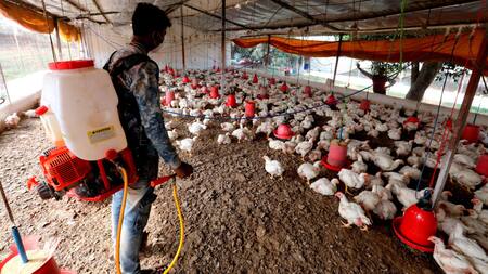 Gripe aviar, salud. Foto: EFE