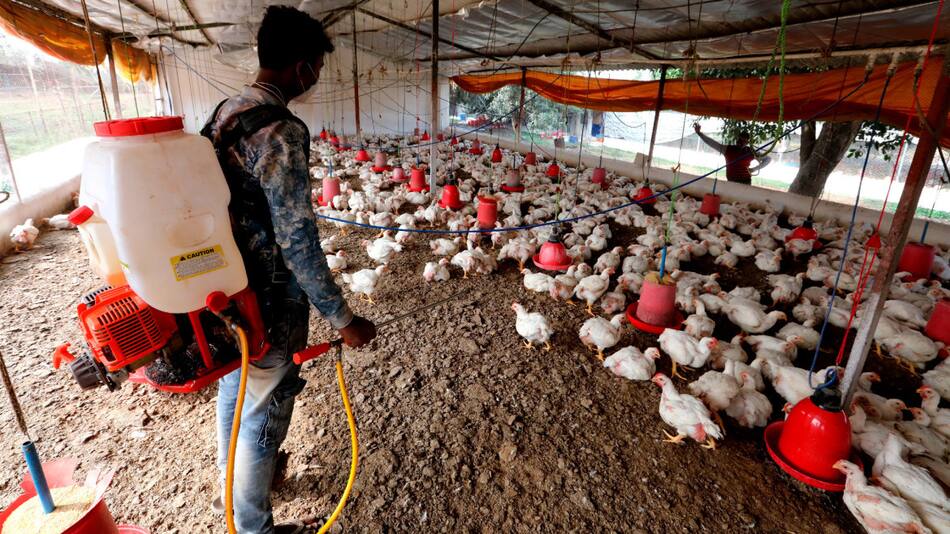 Gripe aviar, salud. Foto: EFE