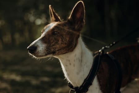Perro basenji. Fuente: Unplash