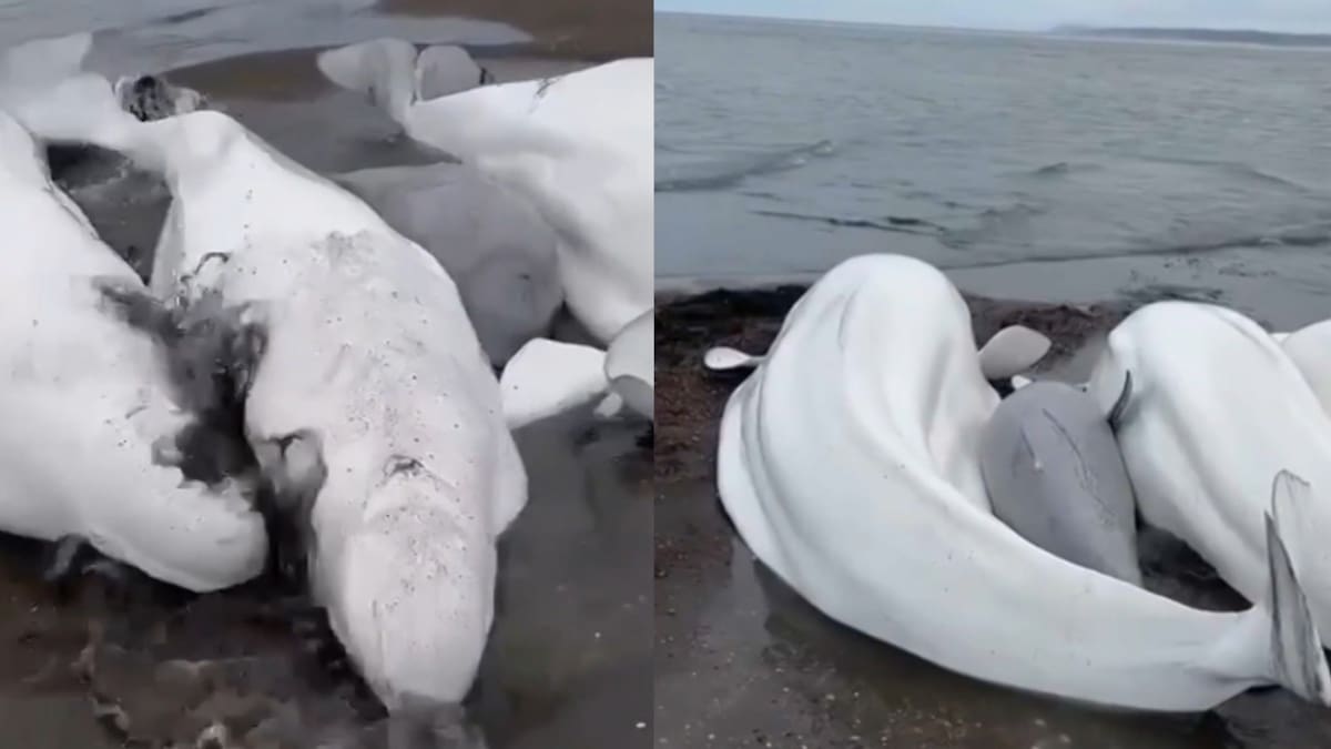 Ballenas blancas varadas en una playa de Rusia pudieron ser rescatadas: conmovedoras imágenes