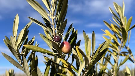 La ruta del olivo en la provincia de Buenos Aires. Foto: Pato Daniele