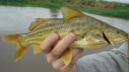 Bagre amarillo. Foto pescaargentina.com.ar