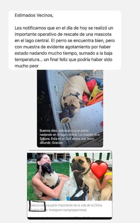 El perro perdido de la China Suárez. Foto: Instagram.