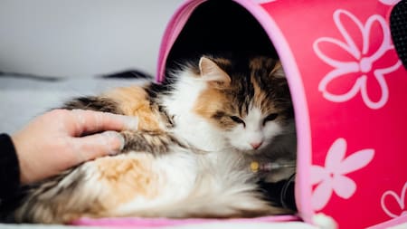 Gato en el veterinario. Foto: Unsplash.