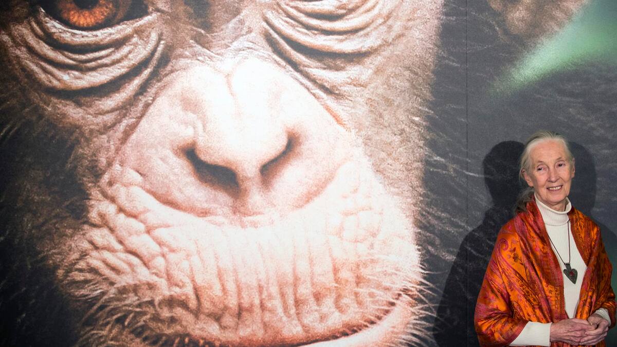 Jane Goodall.