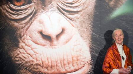 Jane Goodall.