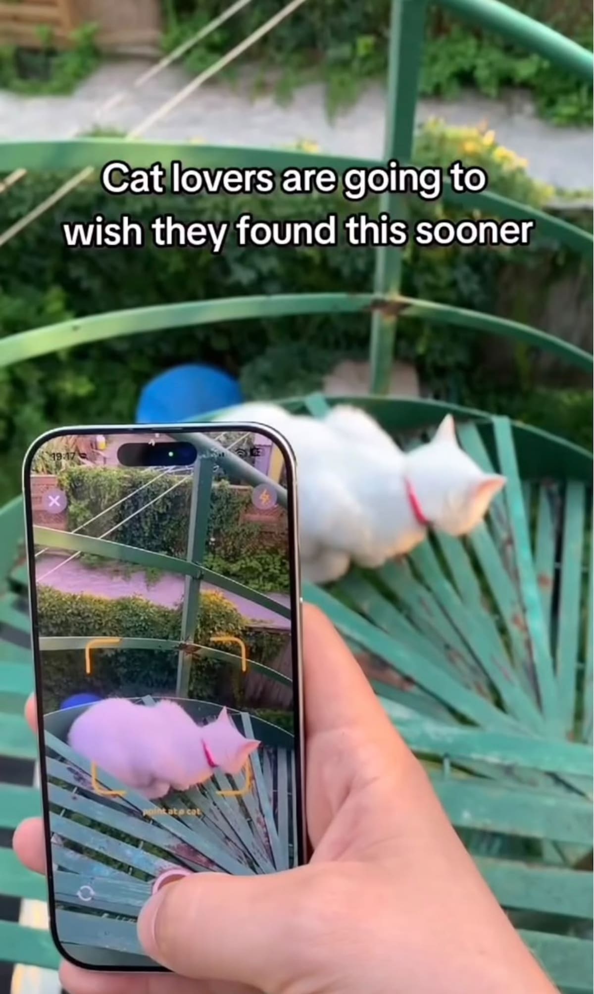 Cat Collector: la app que permite coleccionar gatos reales al estilo de Pokémon GO.