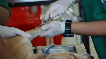 La unidad también ofrece una experiencia educativa para los futuros veterinarios. Foto: Pexels.