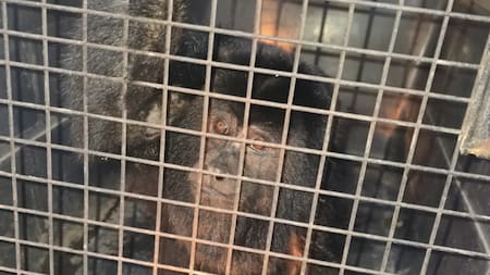 Maltrato animal: rescataron un mono carayá que era trasladado en el paragolpes de un auto