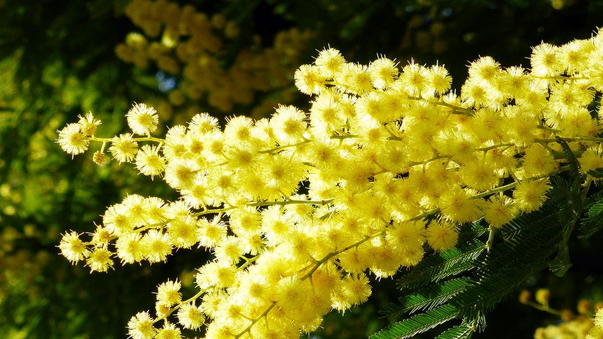 La clave para mantener las acacias saludables es adaptar los cuidados a la especie y al clima,