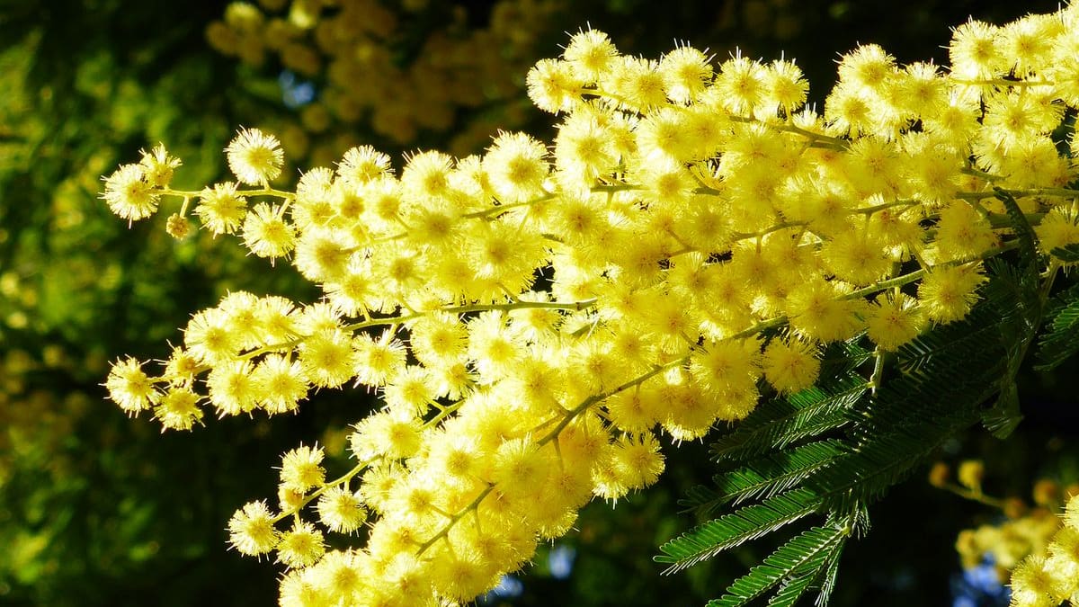 Cómo cuidar las acacias: guía rápida para que crezcan fuertes y luzcan todo el año