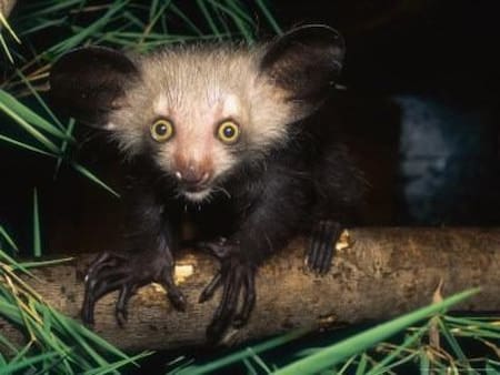 Aye-Aye, un lémur nativo de Madagascar. Foto X.