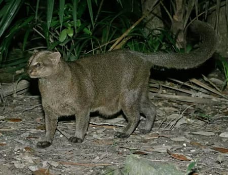 Jaguarundi, felino. Foto X @immunedisorder