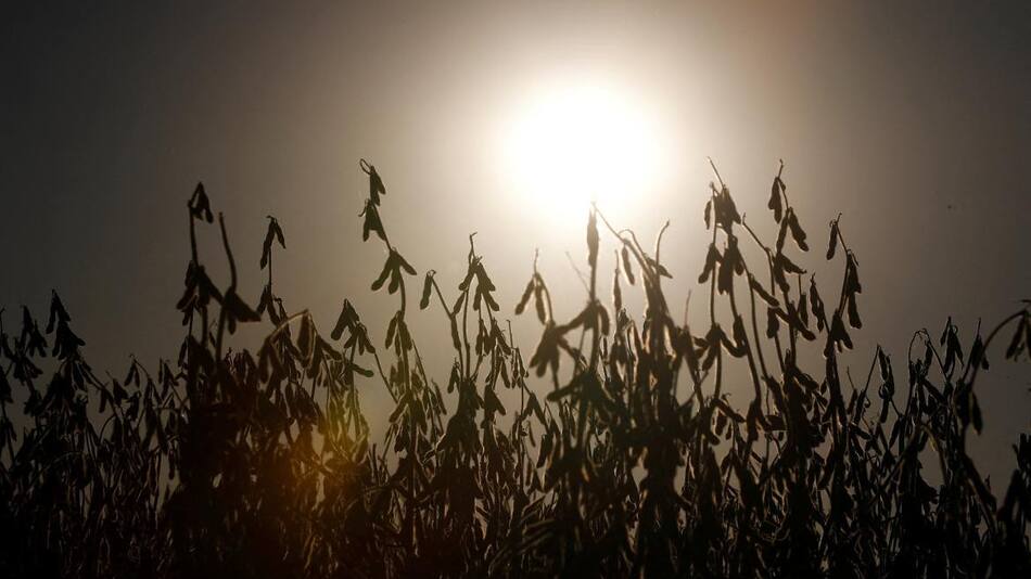 Sequía en Argentina. Foto Reuters.