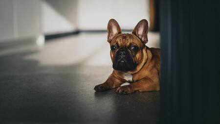 Un bulldog fue culpable de una mala experiencia aérea por sus flatulencias. Foto: Unsplash.