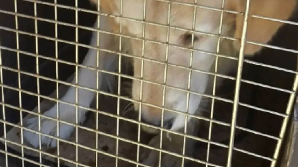 Así rescataban al Golden Retriever de La Plata. (Foto: Instagram ezequiel.kelo.ok)