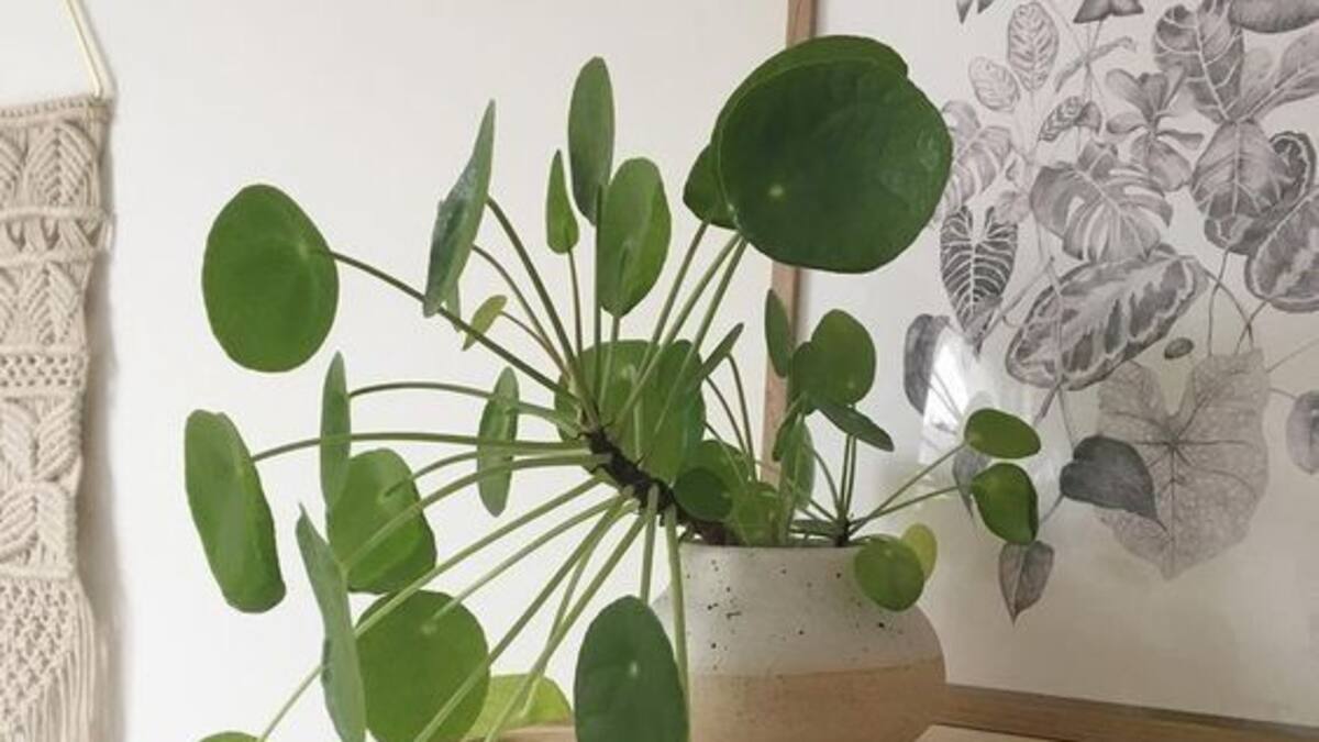 Guía sencilla de la planta china del dinero: cuidados y cómo reproducirla por esquejes de forma fácil