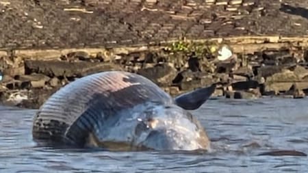 Ballena hallada en la costa de Vicente López.