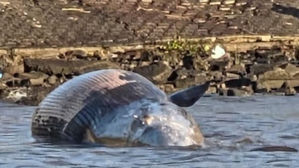 Apareció una ballena sin vida varada en la costa de Vicente López