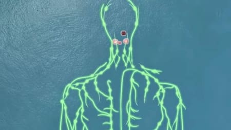 Amígdala. Foto: captura