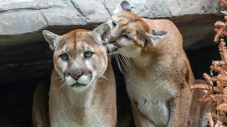 Dos pumas fueron rescatados en San Luis. Foto Unsplash.