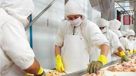 Cresta Roja - pollos