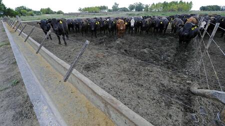 Ganado de feedlot, campos robados, NA
