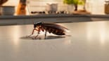 ¿Tenés cucarachas en casa?: cómo ahuyentarlas con un condimento infaltable en la cocina
