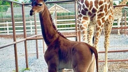 Jirafa nació sin manchas. Foto: Twitter/AlertaMundial2