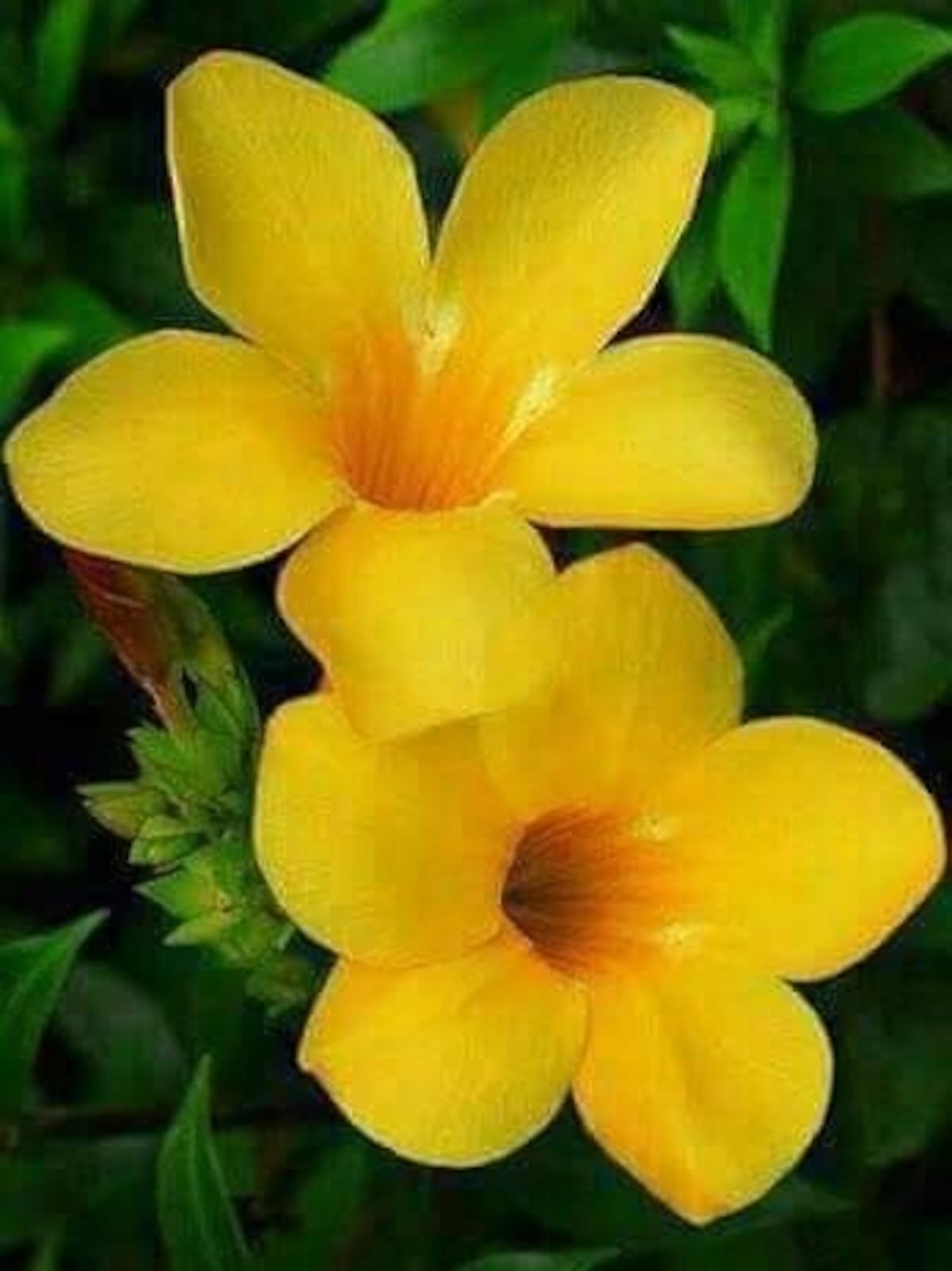 La Copa de Oro se destaca por sus flores amarillas en forma de trompeta y su capacidad para trepar sobre pérgolas, cercos y muros