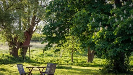 Cómo elegir árboles que den sombra y ensucien poco el jardín. Foto: Unsplash.