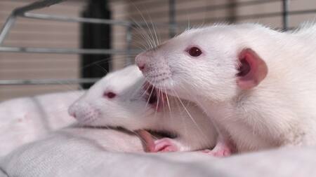 Se midió, en tiempo real, la actividad neuronal de las ratas. Foto: Unsplash.