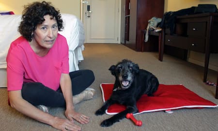 Hoteles 5 estrellas para perros: la experiencia Sheraton. Foto: Aldana Córdoba Daniele: