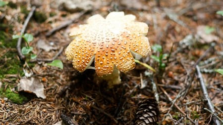 Hongos. Foto: Unsplash.