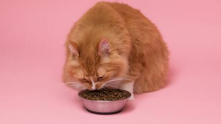 Gatos. Foto Unsplash.