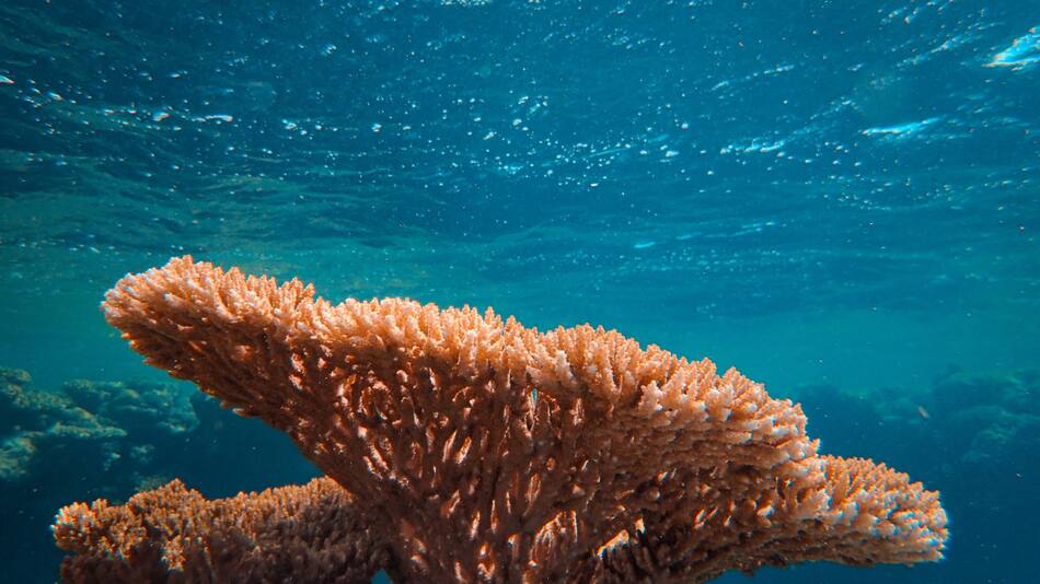 Corales. Foto: Unsplash.