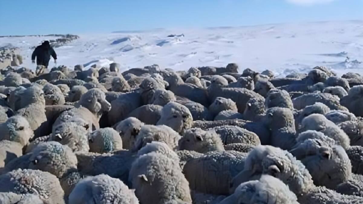 Tras la llegada del deshielo, quedaron al descubierto las terribles consecuencias, con miles de animales muertos. Foto: Federación de Instituciones Agropecuarias de Santa Cruz.