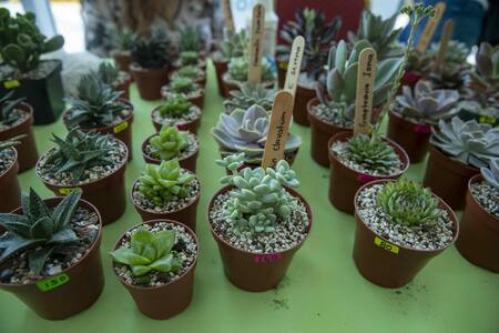 Otros contaminantes en Nicaragua son las láminas de telgopor. Foto: EFE.