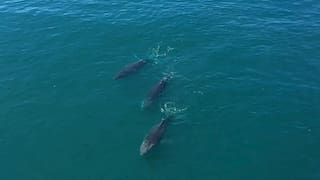La ballena más grande del mundo llegó a la Patagonia argentina: apareció por primera vez en aguas protegidas