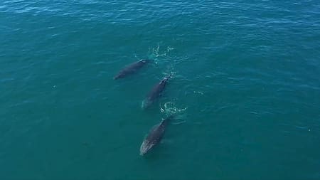 La ballena más grande del mundo llegó a la Patagonia argentina: apareció por primera vez en aguas protegidas