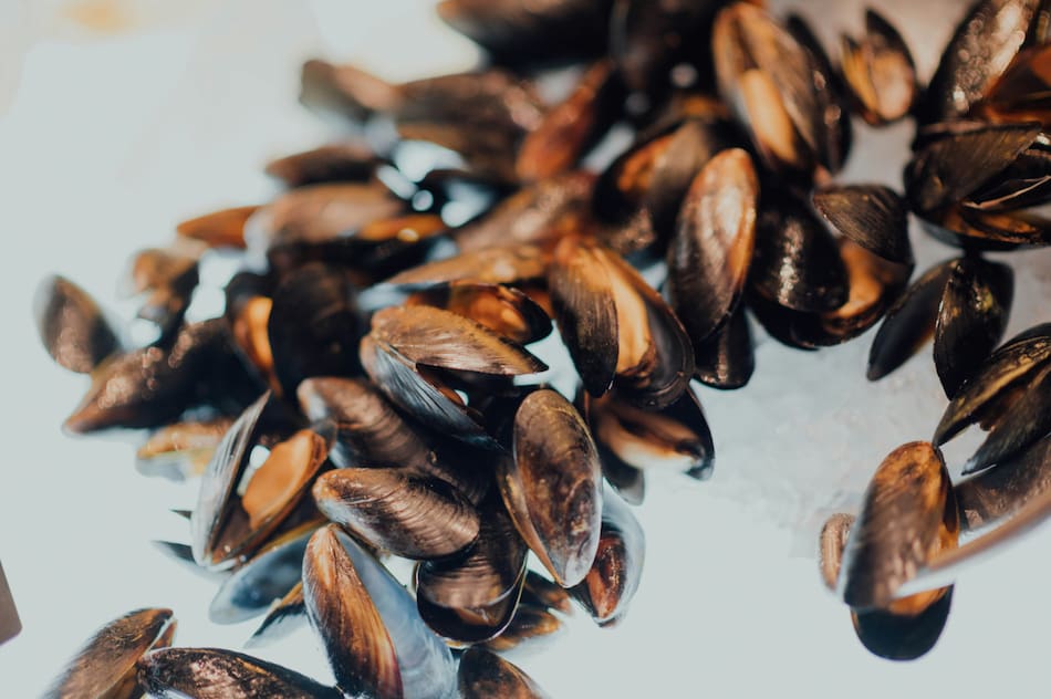 Almejas. Foto: Unsplash