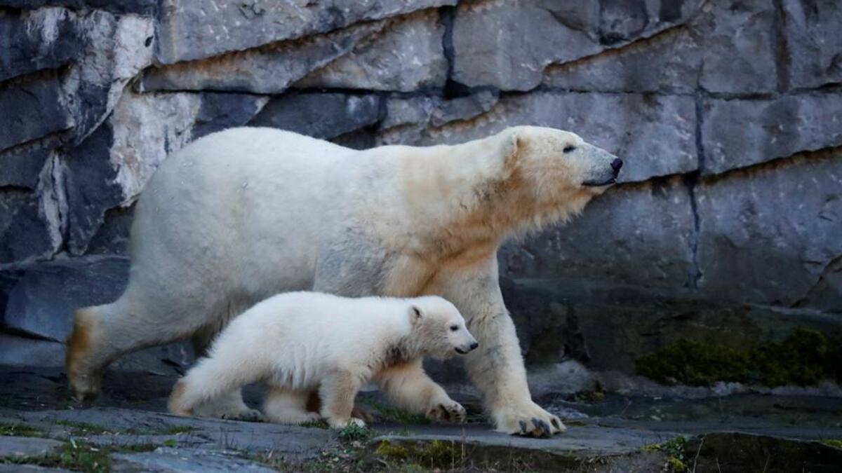 Osos polares, especies en peligro, cambio climático, Reuters