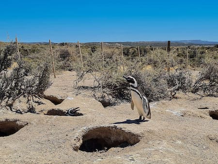 Matanza de pingüinos en Punta Tombo. Foto: Greenpeace.