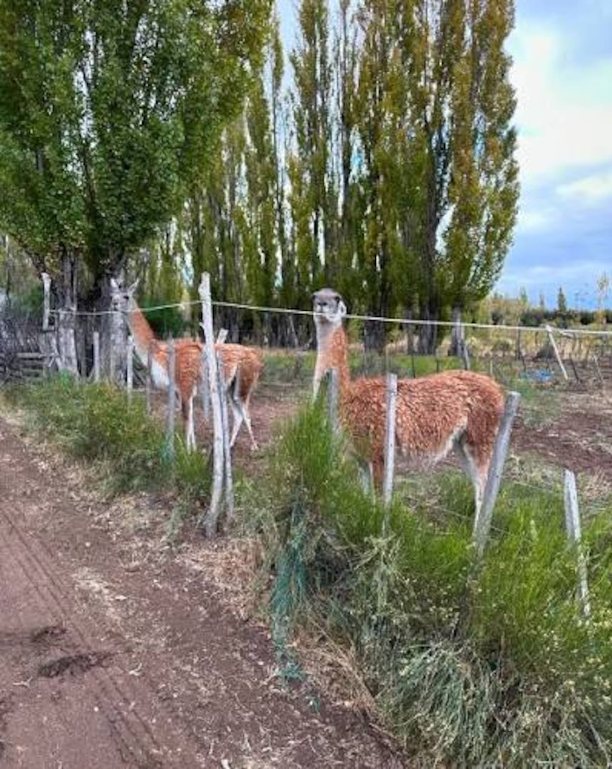 Postales de Ramos Mexía, en la estepa de Río Negro