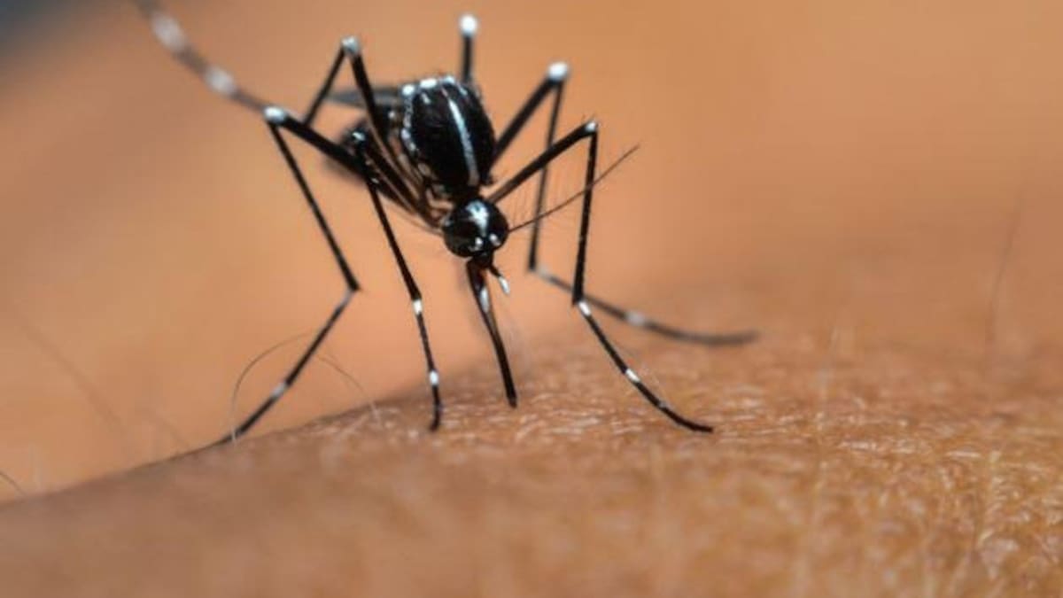 Dengue