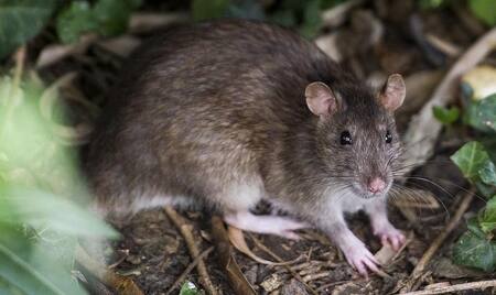 Hantavirus