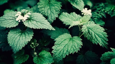 La ortiga crece de manera silvestre en caminos, banquinas y hasta en las veredas. Foto: Unsplash.